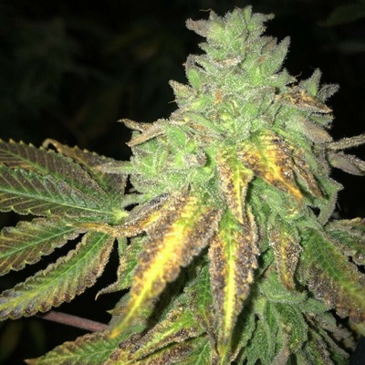 T.H. Seeds Shiloh Z semienka neobsahujú THC 5 ks