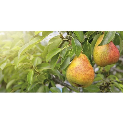 Hrušeň sloupovitá FloraSelf Bio Pyrus communis Aromaspur® 130-150 cm květináč 7,5 l žlutočervená