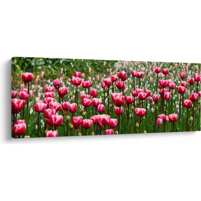 Obraz tulipánů, jednodílný 100x40 cm