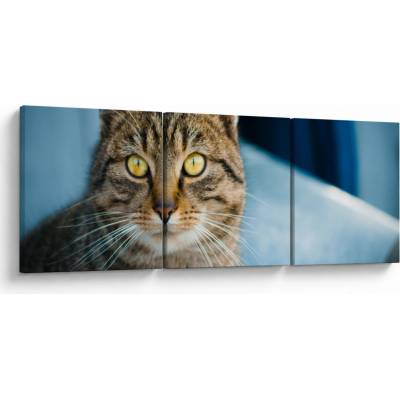 Obraz - Mačka domáca, trojdielne 120x40 cm