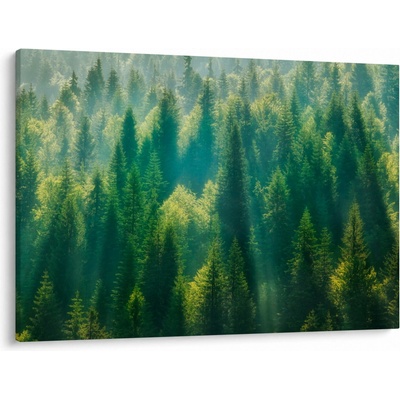 Obraz - Borovicový les, jednodílný 100x70 cm