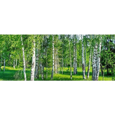 Dimex MP-2-0100 Panoramatická vliesová fototapeta na zeď Březový háj rozměry 375 x 150 cm