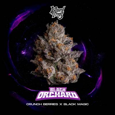 Wizard Trees Black Orchard semienka neobsahujú THC 3 ks