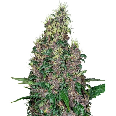 Sensi Seeds x Fat Beans Mandarine Jam semienka neobsahujú THC 5 ks