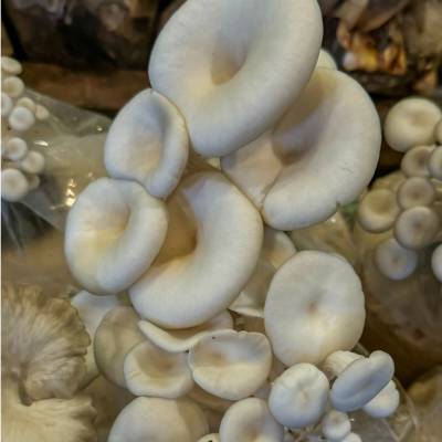 Nohel Garden Hliva pľúcna - Pleurotus pulmonarius - sadivo - predaj - 250 ml