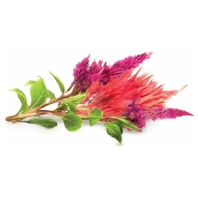 Click and Grow® sadenice Celosia (plamenník striebristý) 3ks
