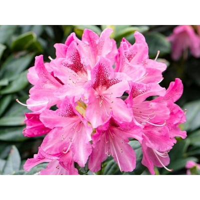 Rododendrony a azalky růžové sazenice v kontejneru 1-2l 0-150 cm