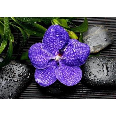 Kameny s orchideji 1 deska 30x24