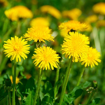 BIO Púpava Taraxacum officinalis semená smotánky 400 ks