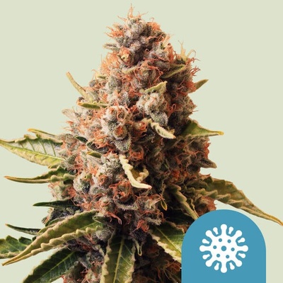 Royal Queen Seeds Euphoria CBD semienka neobsahujú THC 100 ks