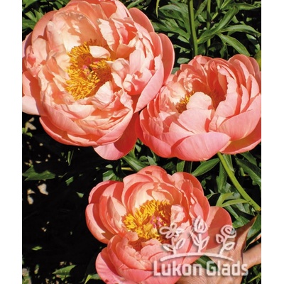 Paeonia CORAL CHARM - pivoňka