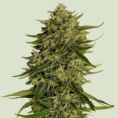 Royal Queen Seeds Quantum Terp F1 Auto semienka neobsahujú THC 3 ks