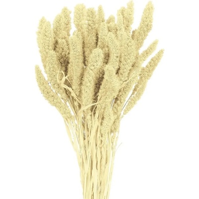 Flor Service Dekorace sušina Bér (Setaria) 40g bílá – Hledejceny.cz