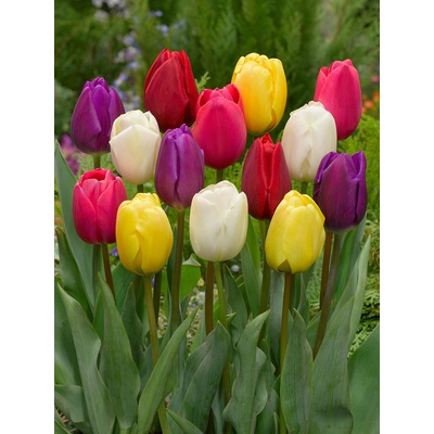 Mix triumph tulipánů 50 ks Velikost hlíz: 10/11 – Hledejceny.cz