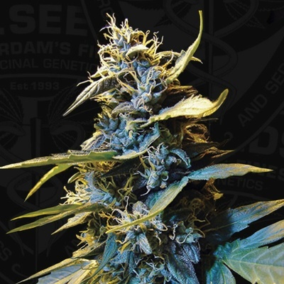 T.H. Seeds Northern HOG AUTO semienka neobsahujú THC 10 ks