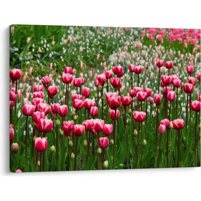 Obraz tulipánů, jednodílný 70x50 cm