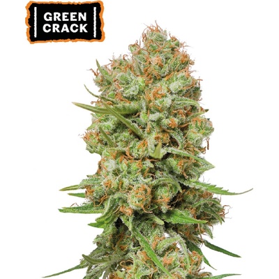 Seedstockers Green Crack semienka neobsahujú THC 25 ks