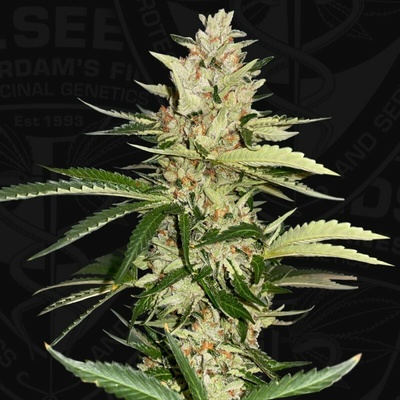 T.H. Seeds Banana Candy Krush 710 Limited Edition semienka neobsahujú THC 7 ks