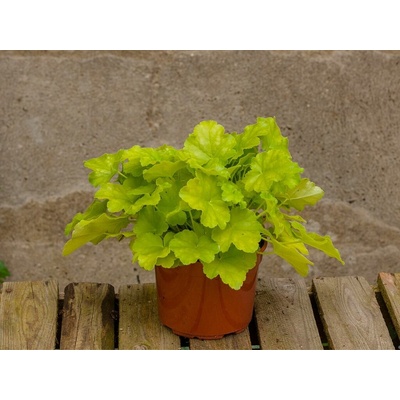 Heuchera Lime Marmalade