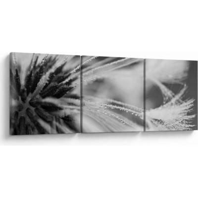 Obraz - Makro, černobílá, třídílný 90x30 cm