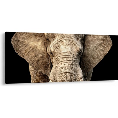Obraz - Slon africký, jednodielne 120x50 cm