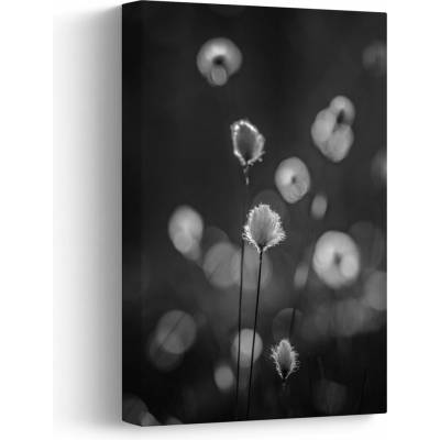 Obraz - Cottongrass na louce, jednodílný 20x30 cm