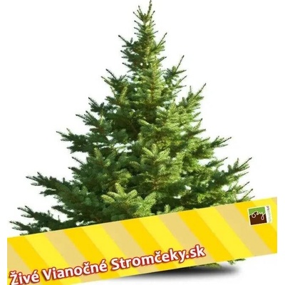 OZY Živý vianočný stromček normandská jedľa zelený 400-500cm