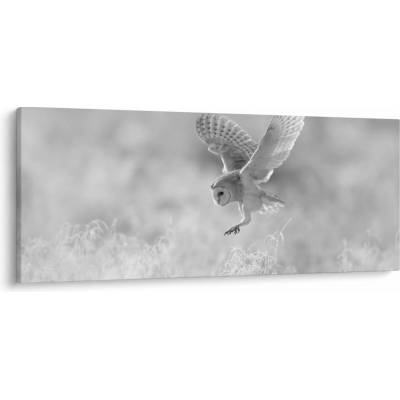 Obraz - Sova v poli, jednodílný 120x50 cm
