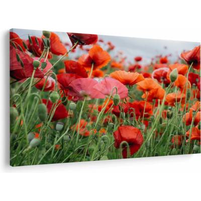 Obraz z pole vlčích máků, jednodílný 120x80 cm