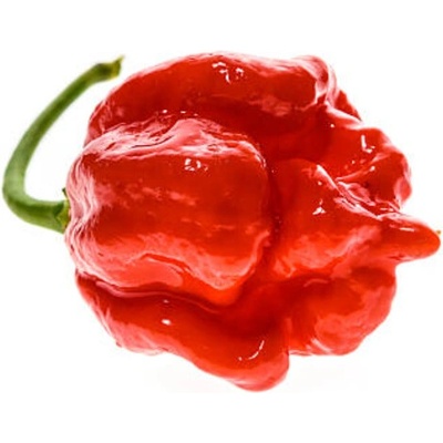 Semienka Piquant Paprička chilli TRINIDAD MORUGA SCORPION RED