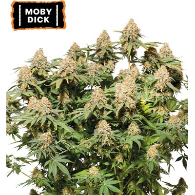 Seedstockers Moby Dick semienka neobsahujú THC 25 ks
