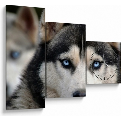 Obraz psa husky (s hodinami), trojdielne 90x70 cm s hodinami
