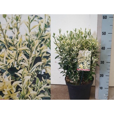 Bršlen japonský Annies Spring, výška 15-25 cm, kvetináč 13 cm