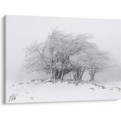 Obraz - Biela zima, jednodielne 100x70 cm