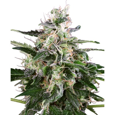 White Label White Skunk Automatic semienka neobsahujú THC 3 ks