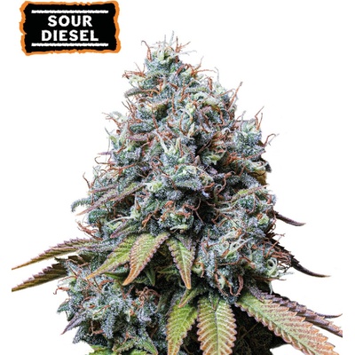 Seedstockers Sour Diesel semienka neobsahujú THC 25 ks