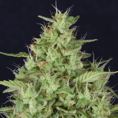 Don Avalanche Seeds Don Star Dawg semienka neobsahujú THC 5 ks