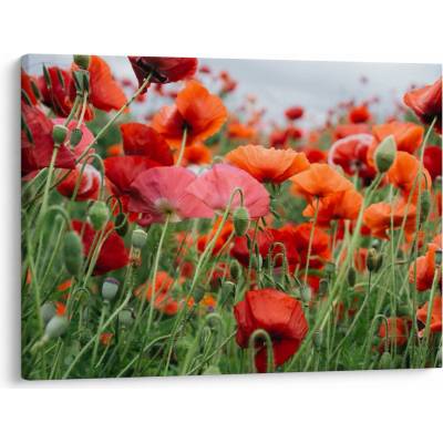Obraz z pole vlčích máků, jednodílný 70x50 cm