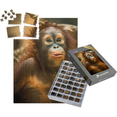 SMART SORTED® Opice orangutan 1000 dílků