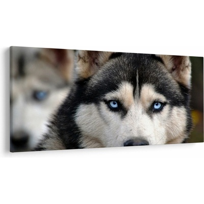 Obraz psa husky, jednodielne 200x100 cm