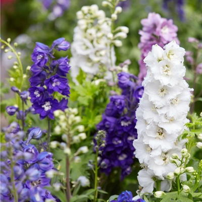 Ostrôžka záhradná hyacintokvetá zmes Delphinium ajacis semená 300 ks