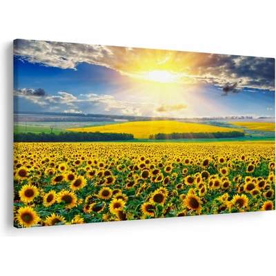 Obraz - Pole slnečníc, jednodielne 90x60 cm