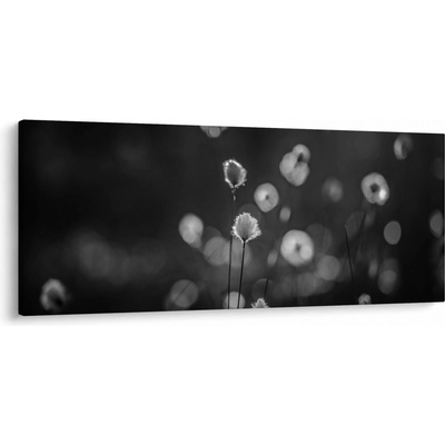 Obraz - Cottongrass na louce, jednodílný 120x50 cm