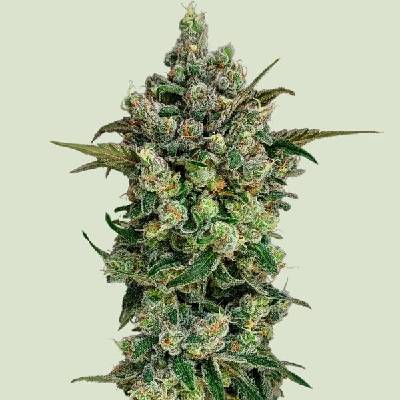 Royal Queen Seeds Dark Matter Cake F1 semienka neobsahujú THC 10 ks