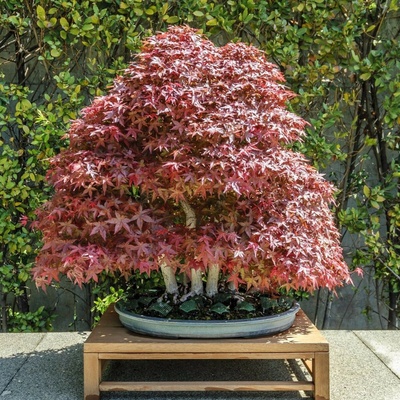 Javor japonský Acer palmatum semená javora 5 ks