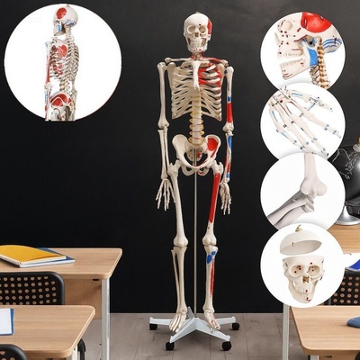 Jago Anatomický model kostry člověka 181,5 cm, svalové značení