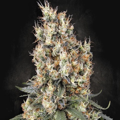 Paradise Seeds Mendocino Skunk semienka neobsahujú THC 50 ks