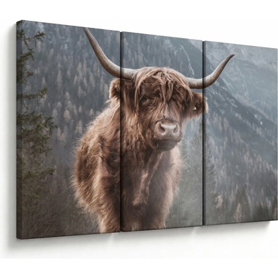 Obraz - Highlander krava, trojdielne 120x80 cm