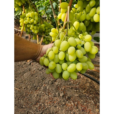 Vinič Muscat Dubovski