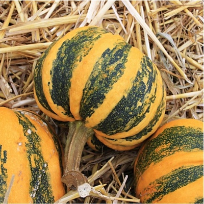 Okrasná tekvica Kamo Kamo Cucurbita pepo predaj semien 5 ks